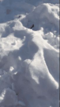 Aparat bulgări de zăpadă