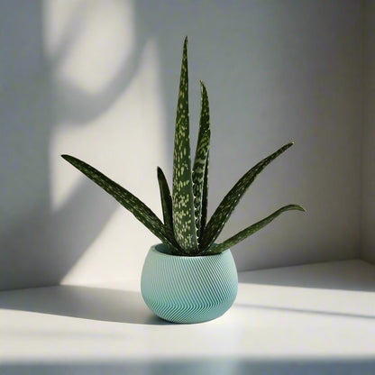 Ghiveci Ocean Breeze 3D